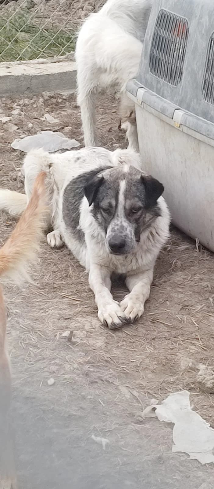 Kalle, male 5yo Mixed Breed for adoption at Tierhilfe Niederrhein e.V., Kalkar
