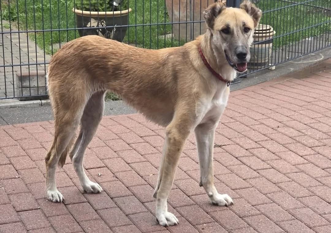 Kuki️, female young Mixed Breed for adoption at Tierhilfe Niederrhein e.V., Kalkar