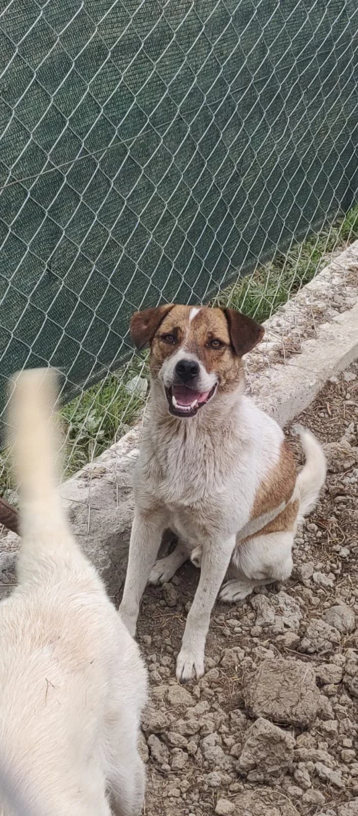 Emma ️, female 5yo Mixed Breed for adoption at Tierhilfe Niederrhein e.V., Kalkar