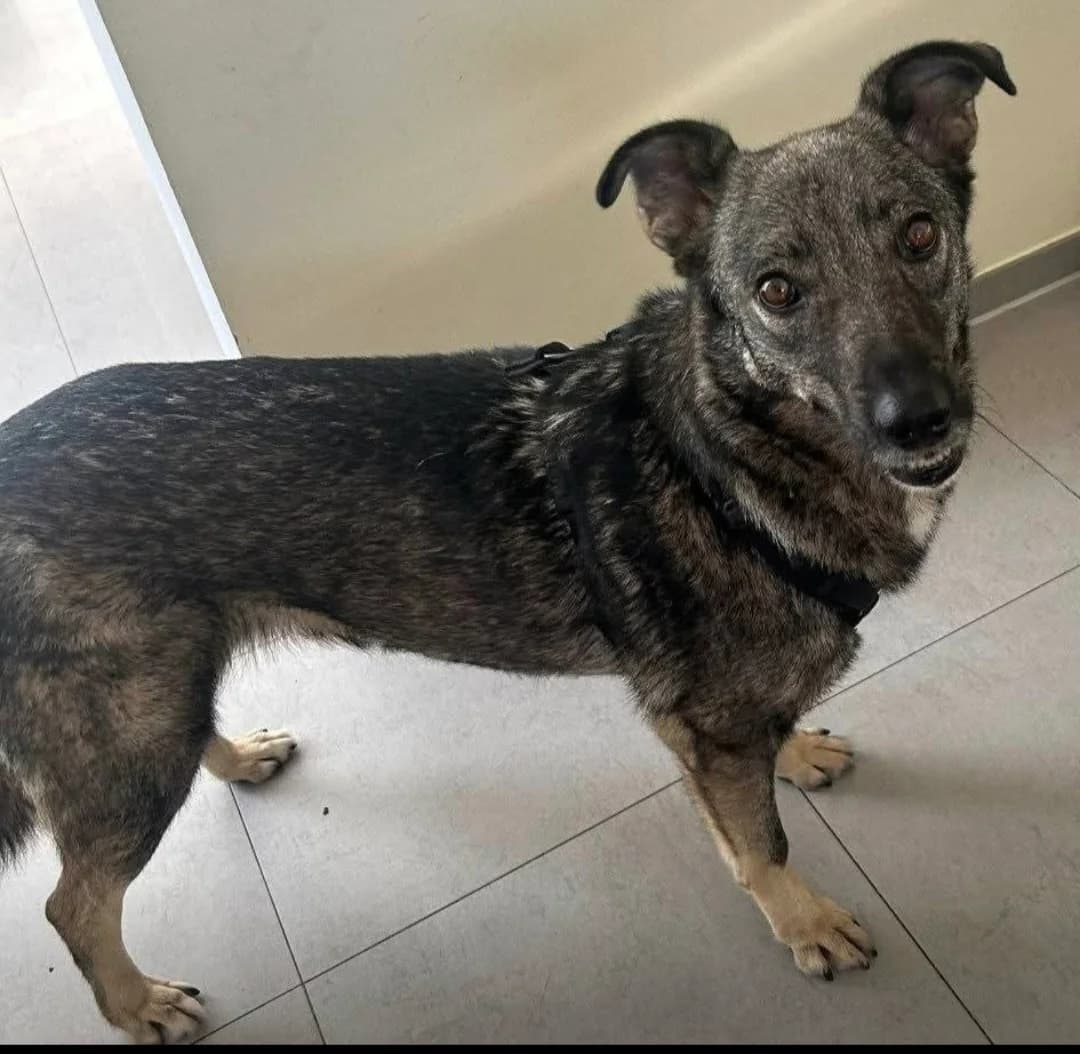 Emma ️, female 5yo Mixed Breed for adoption at Tierhilfe Niederrhein e.V., Kalkar