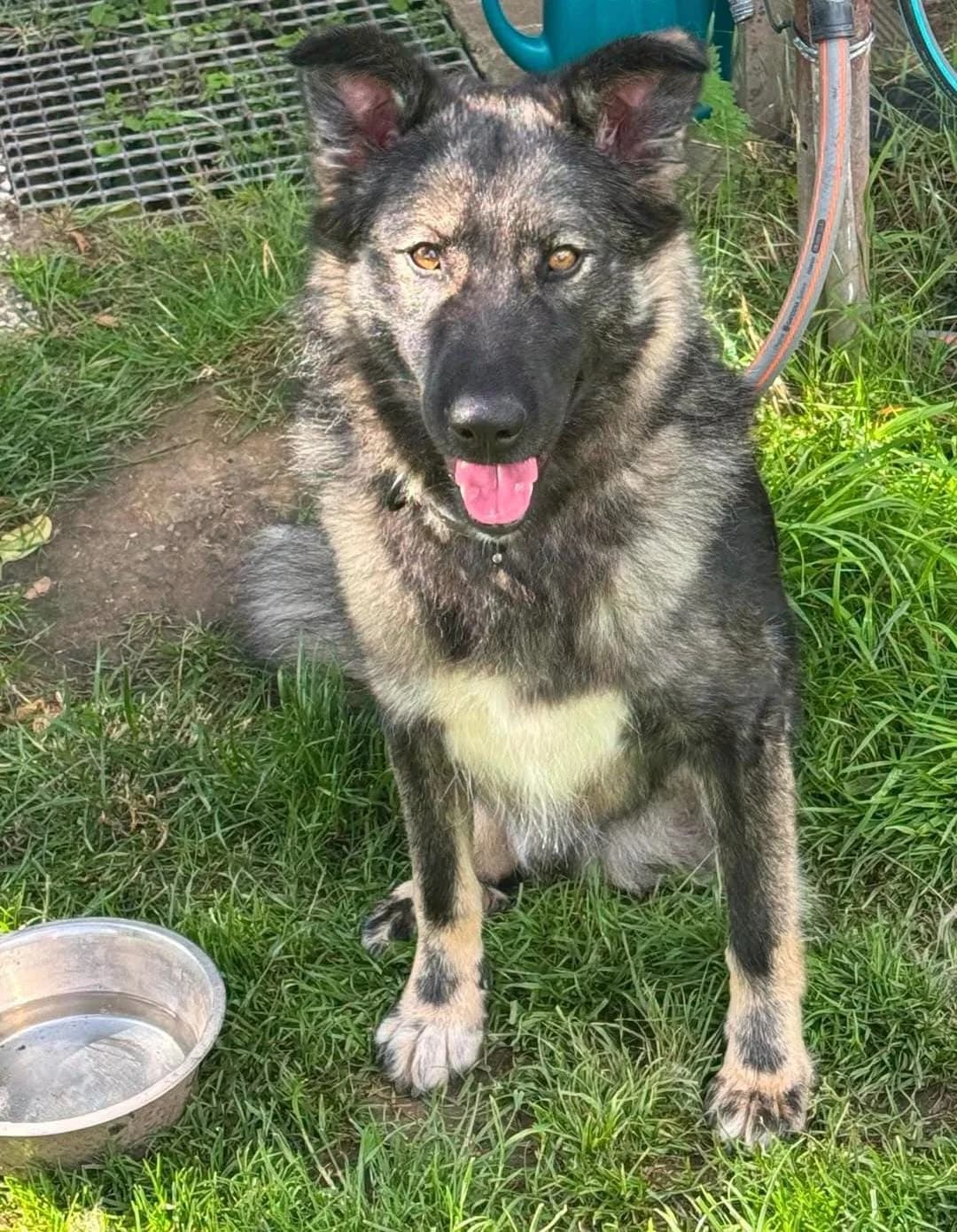 Fienchen, female 3yo German Shepherd for adoption at Tierhilfe Niederrhein e.V., Kalkar