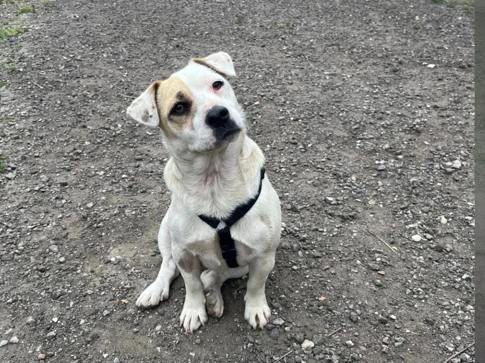 Toby, male 4yo Mixed Breed for adoption at Tierhilfe Niederrhein e.V., Kalkar