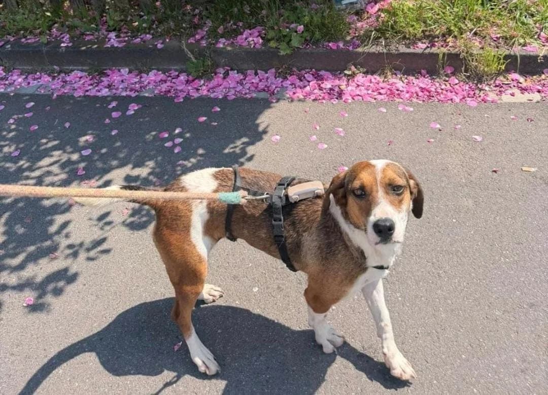 Nele, female 3yo Mixed Breed for adoption at Tierhilfe Niederrhein e.V., Kalkar
