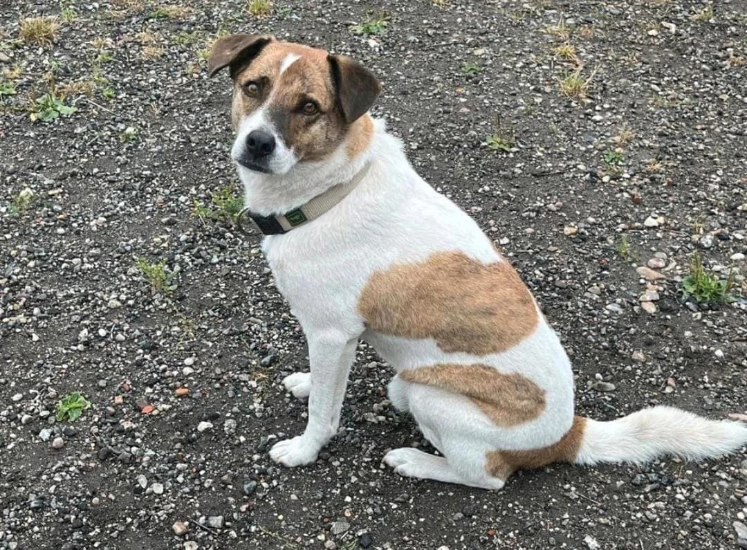 Boomer, male Mixed Breed for adoption at Tierhilfe Niederrhein e.V., Kalkar