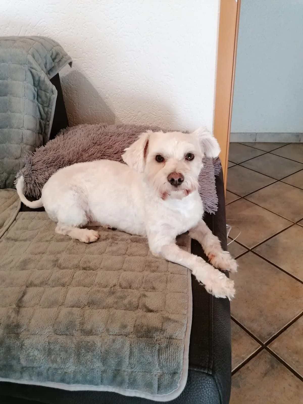 Lucky, male 3yo Maltese for adoption at Tierhilfe Niederrhein e.V., Kalkar