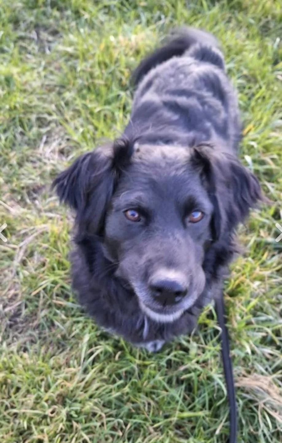 Tobi, male 5yo Mixed Breed for adoption at Tierhilfe Niederrhein e.V., Kalkar