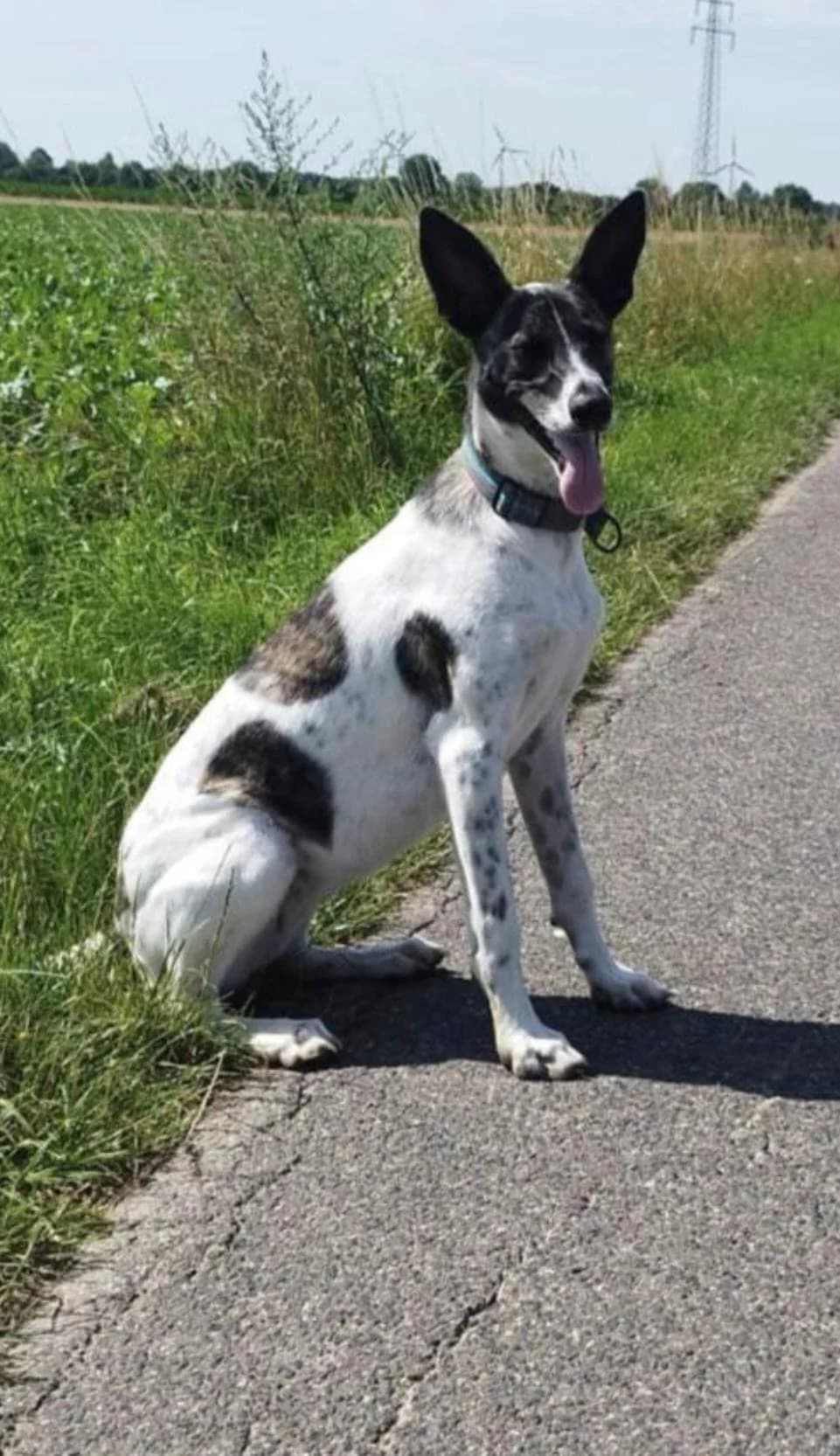 Franka, female young Mixed Breed for adoption at Tierhilfe Niederrhein e.V., Kalkar