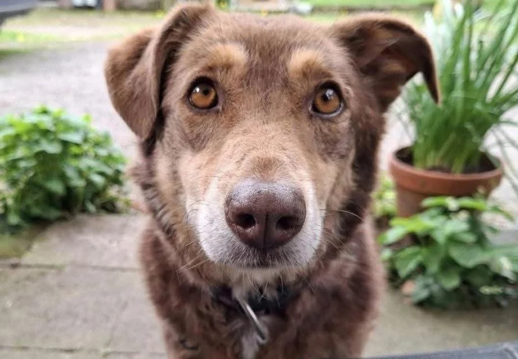Kenny, male 6yo Mixed Breed for adoption at Tierhilfe Niederrhein e.V., Kalkar
