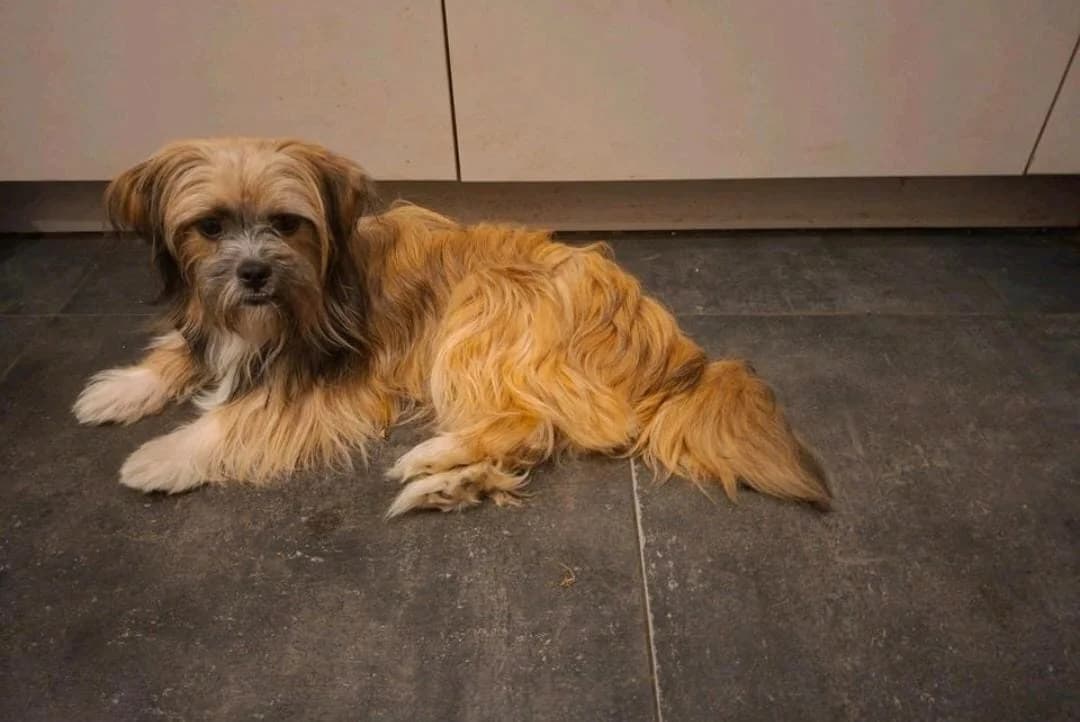 Gonzo, male puppy Mixed Breed for adoption at Tierhilfe Niederrhein e.V., Kalkar