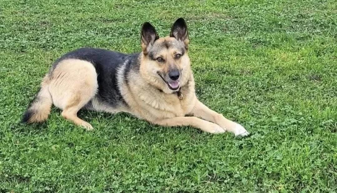 Lena, female 6yo German Shepherd for adoption at Tierhilfe Niederrhein e.V., Kalkar