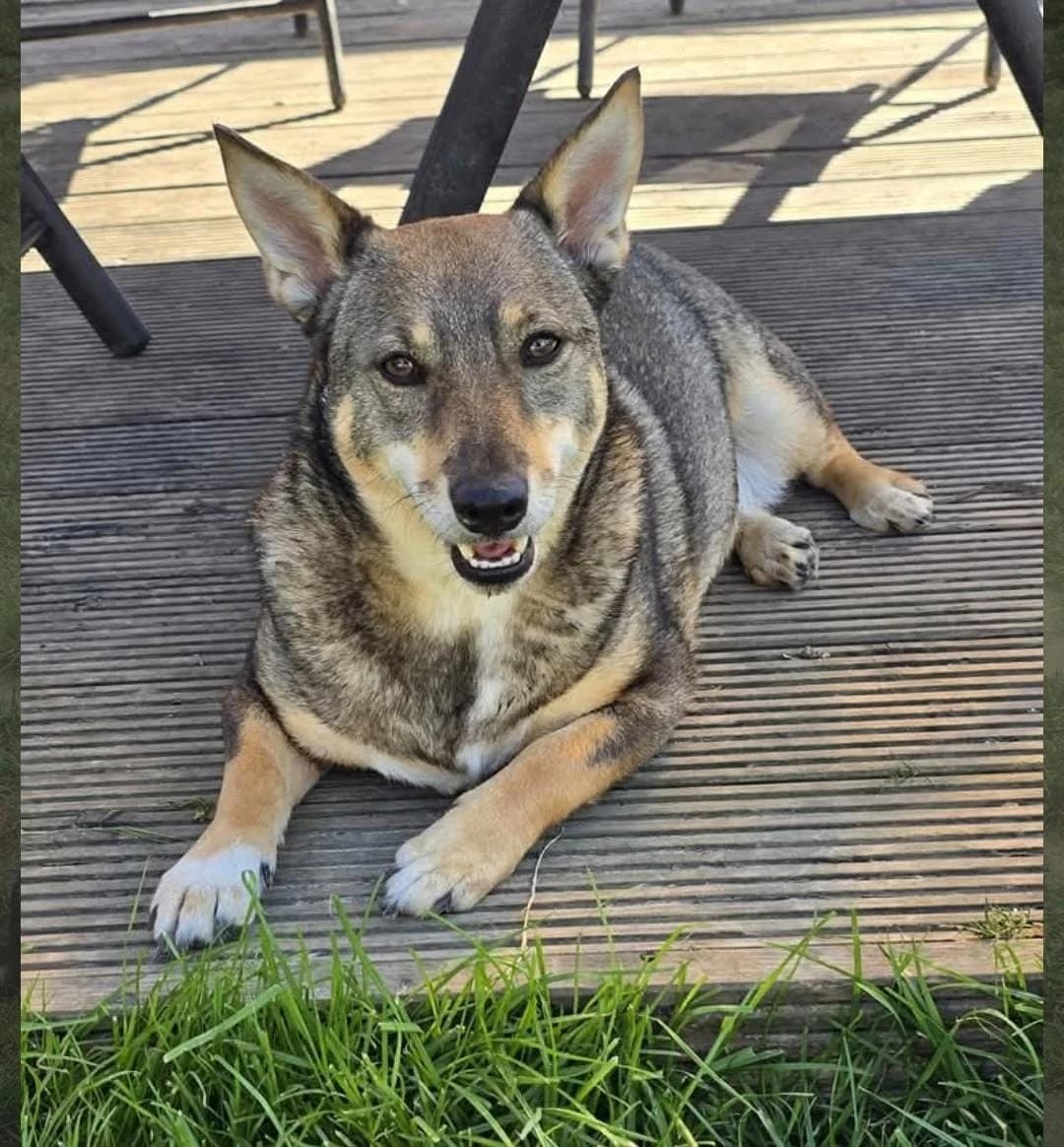 Lulu, female Mixed Breed for adoption at Tierhilfe Niederrhein e.V., Kalkar