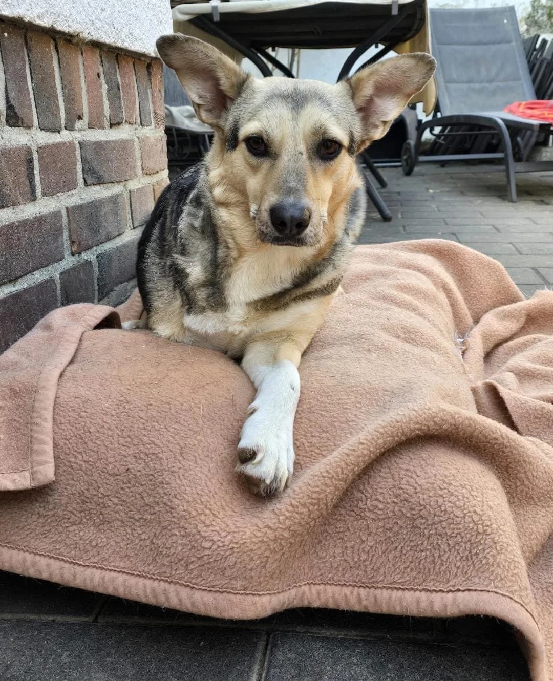 Romy, female 4yo Mixed Breed for adoption at Tierhilfe Niederrhein e.V., Kalkar