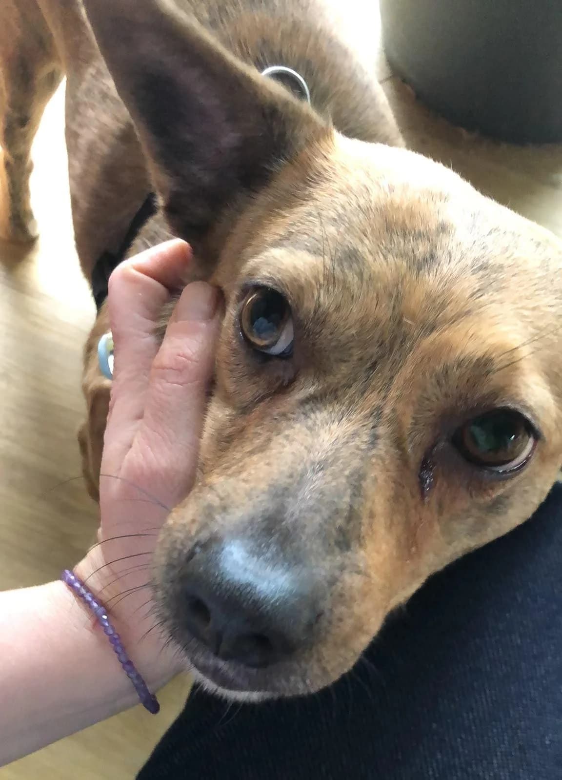 Frieda, female 5yo Mixed Breed for adoption at Tierhilfe Niederrhein e.V., Kalkar