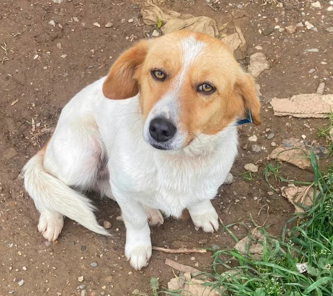 Emma 2, female young Mixed Breed for adoption at Tierhilfe Niederrhein e.V., Kalkar