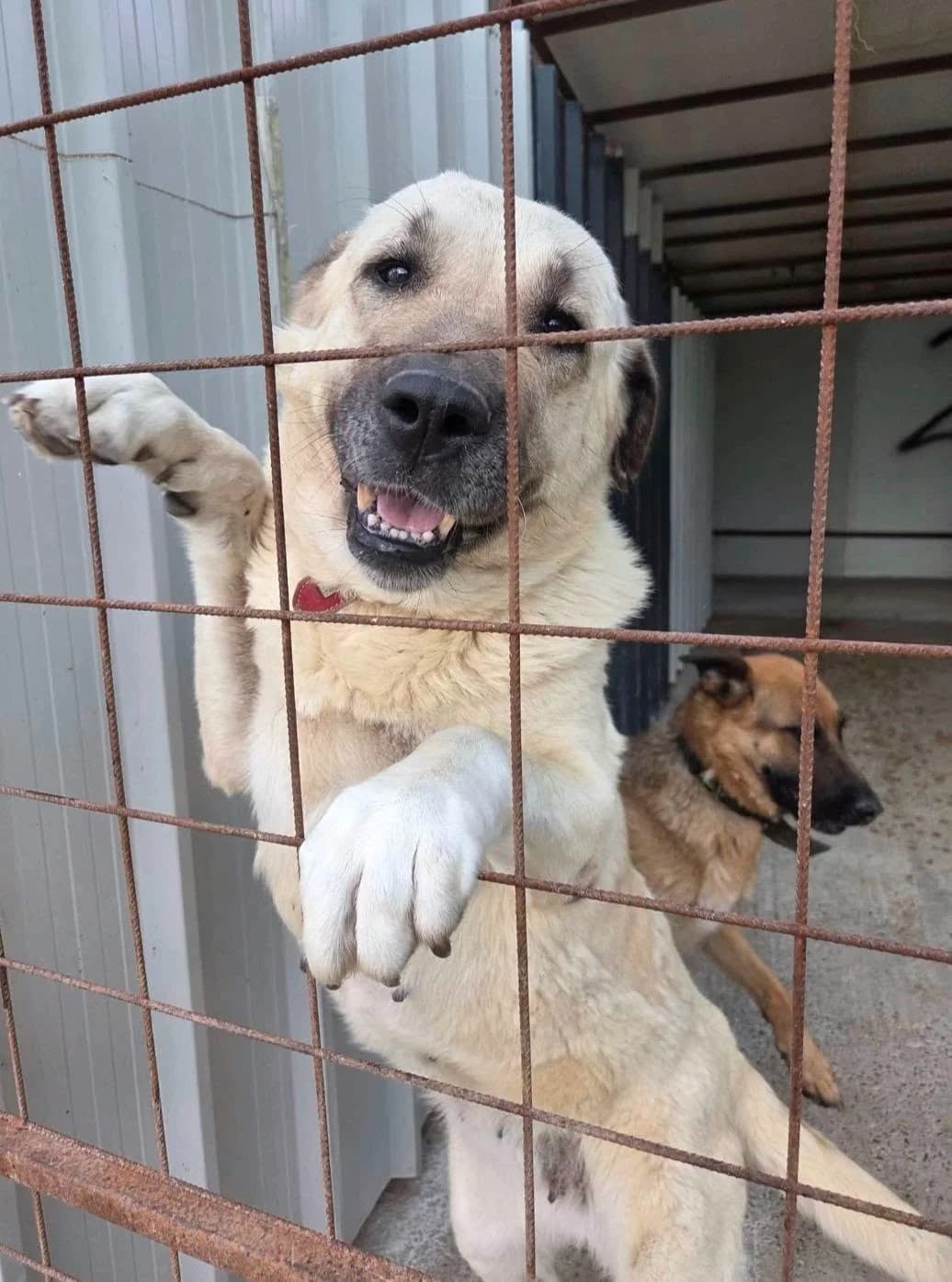 Betty 2, female 3yo Mixed Breed for adoption at Tierhilfe Niederrhein e.V., Kalkar
