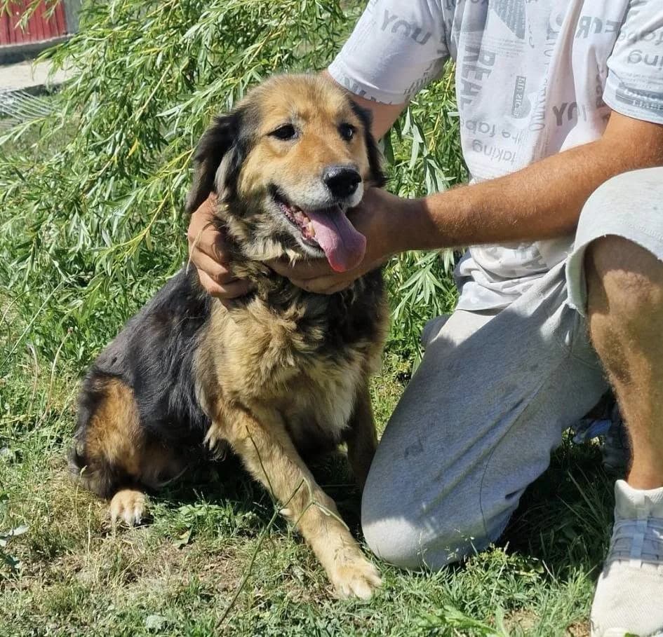 Tilda, female 5yo Mixed Breed for adoption at Tierhilfe Niederrhein e.V., Kalkar