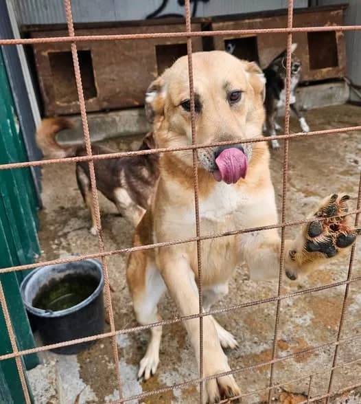 Sternchen, female 5yo Mixed Breed for adoption at Tierhilfe Niederrhein e.V., Kalkar