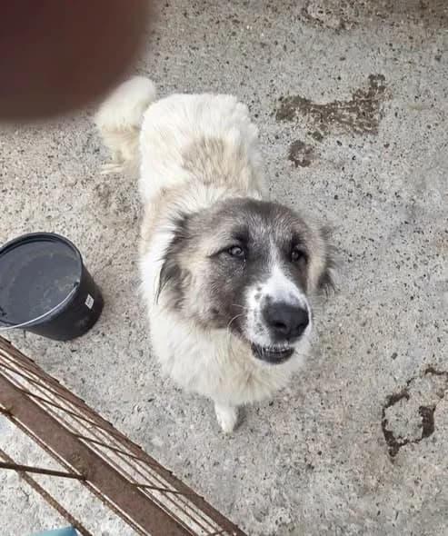 Lara, female 3yo Mixed Breed for adoption at Tierhilfe Niederrhein e.V., Kalkar