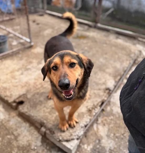 Boy, male 5yo Mixed Breed for adoption at Tierhilfe Niederrhein e.V., Kalkar