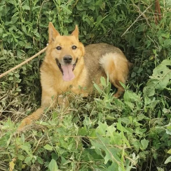Loki, male 5yo Mixed Breed for adoption at Tierhilfe Niederrhein e.V., Kalkar
