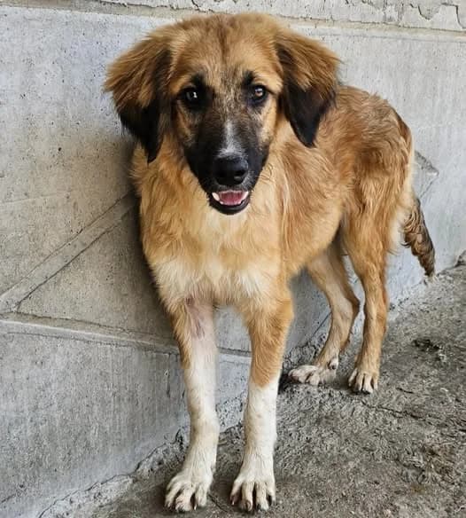 Casper, male Mixed Breed for adoption at Tierhilfe Niederrhein e.V., Kalkar