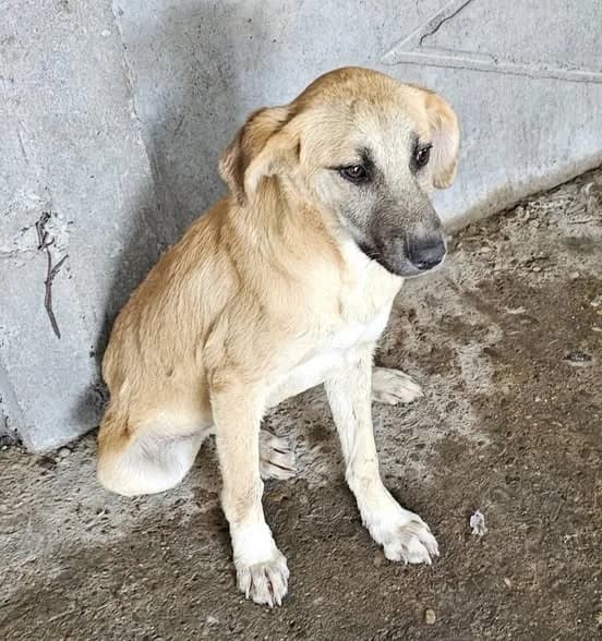 Sally, female Mixed Breed for adoption at Tierhilfe Niederrhein e.V., Kalkar