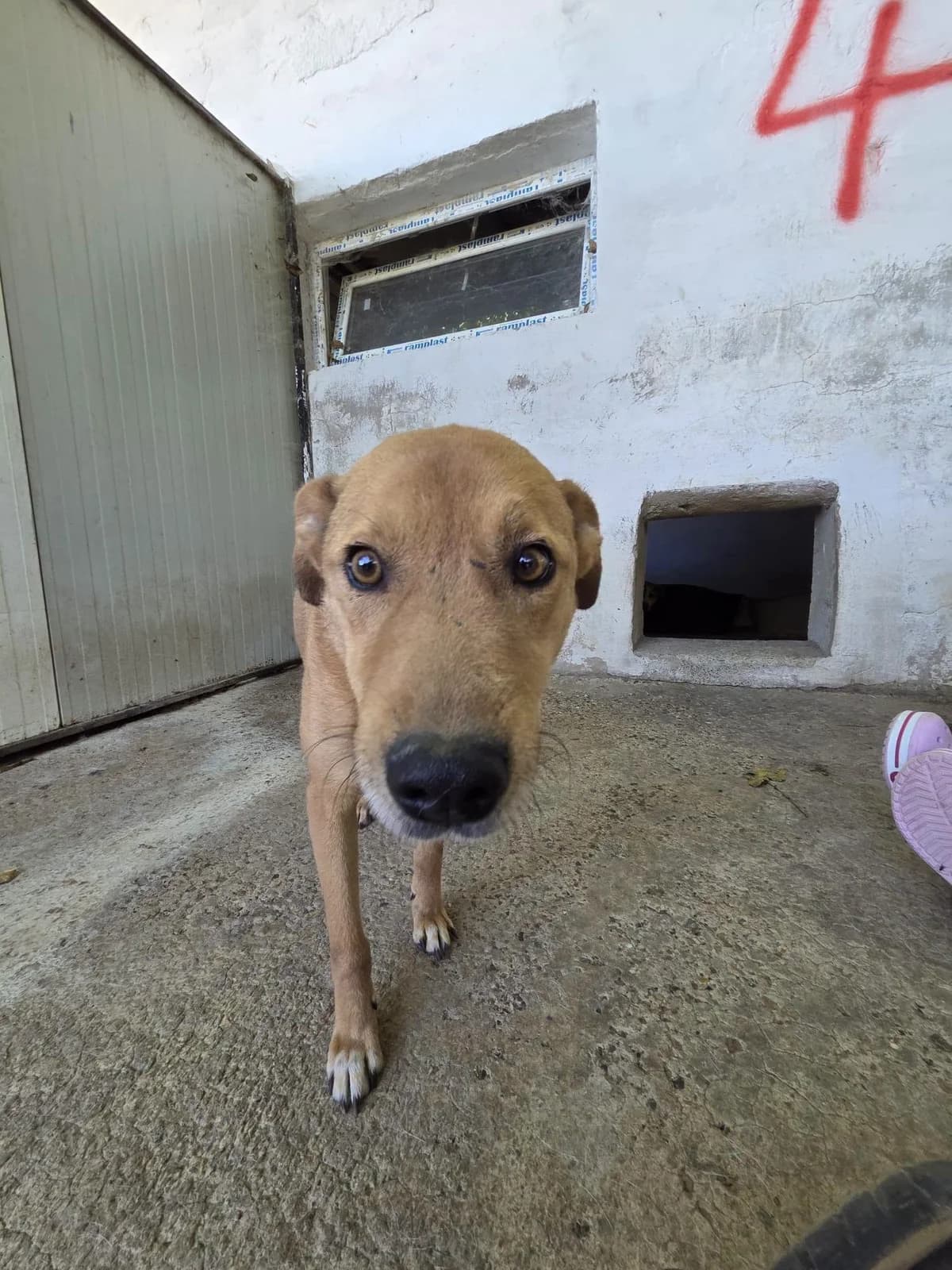 Lennox, male 5yo Mixed Breed for adoption at Tierhilfe Niederrhein e.V., Kalkar
