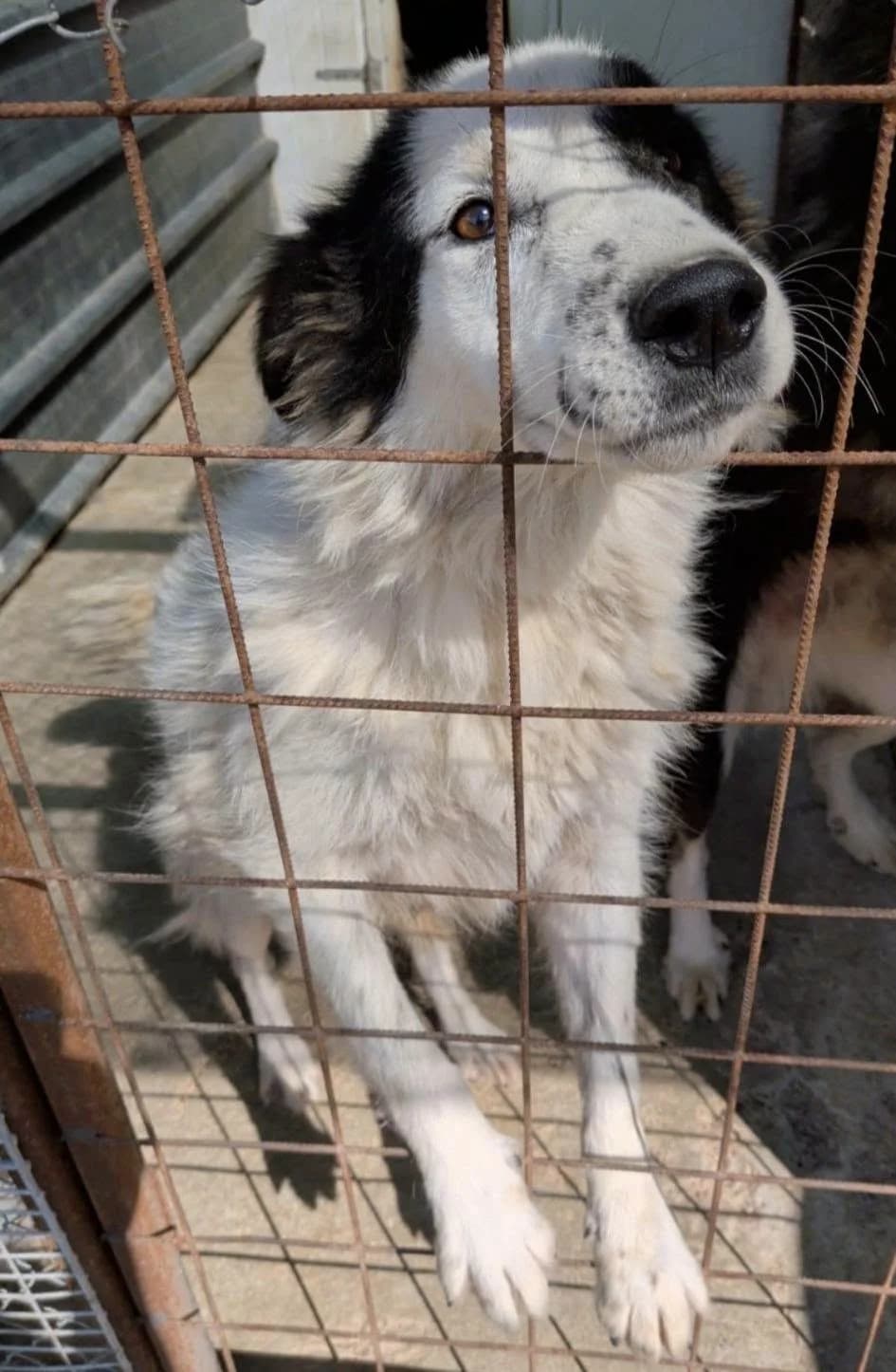 Amy, female Mixed Breed for adoption at Tierhilfe Niederrhein e.V., Kalkar