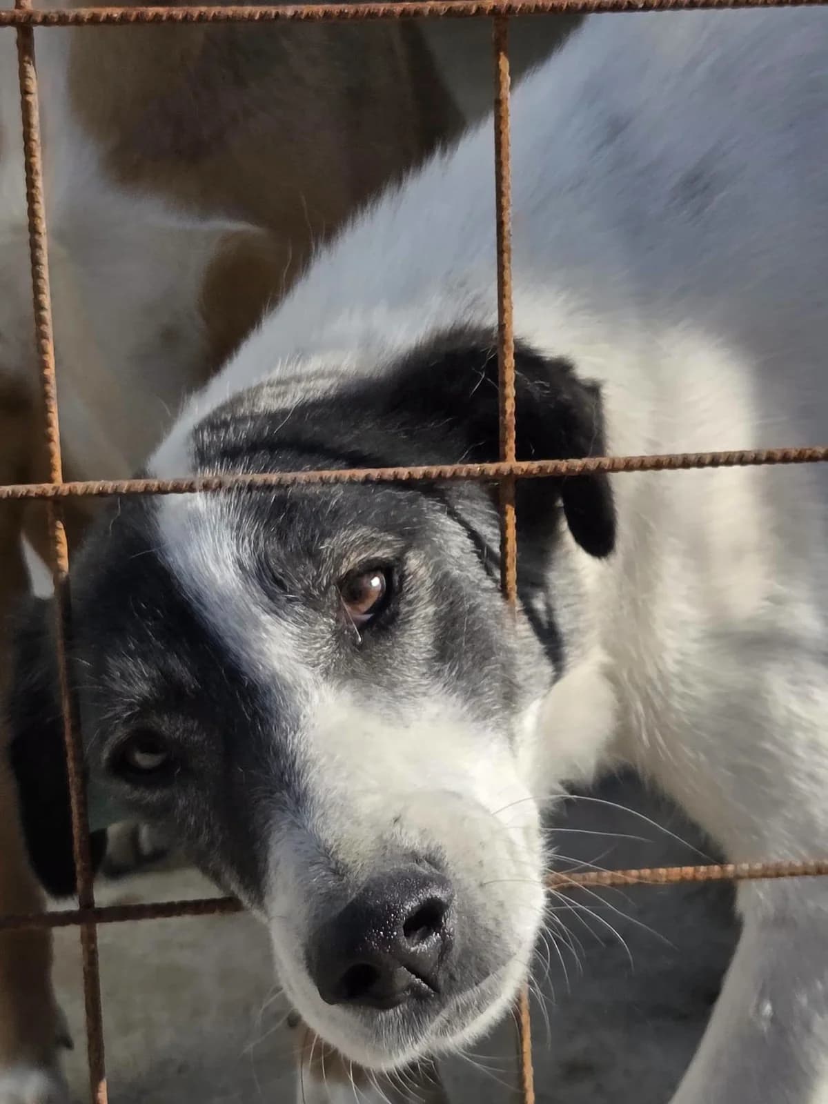 Dreamer, male 6yo Mixed Breed for adoption at Tierhilfe Niederrhein e.V., Kalkar