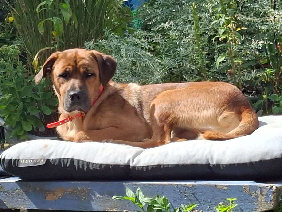 Lukas, male 5yo Mixed Breed for adoption at Tierhilfe Niederrhein e.V., Kalkar