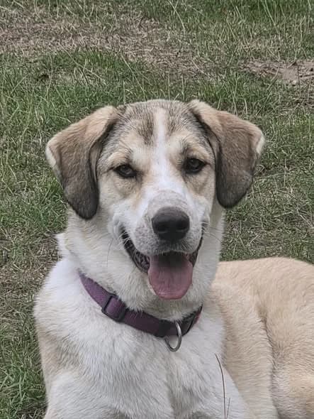 Laila, female puppy Mixed Breed for adoption at Tierhilfe Niederrhein e.V., Kalkar