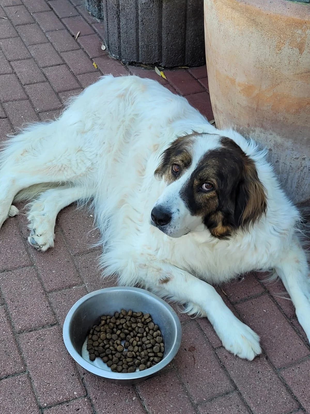 Ivy, female 5yo Mixed Breed for adoption at Tierhilfe Niederrhein e.V., Kalkar