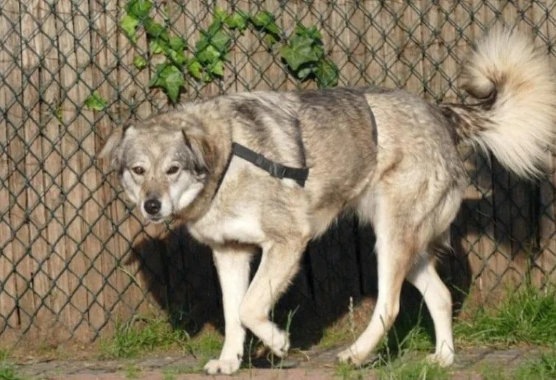 Grace, female 7yo Mixed Breed for adoption at Tierhilfe Niederrhein e.V., Kalkar