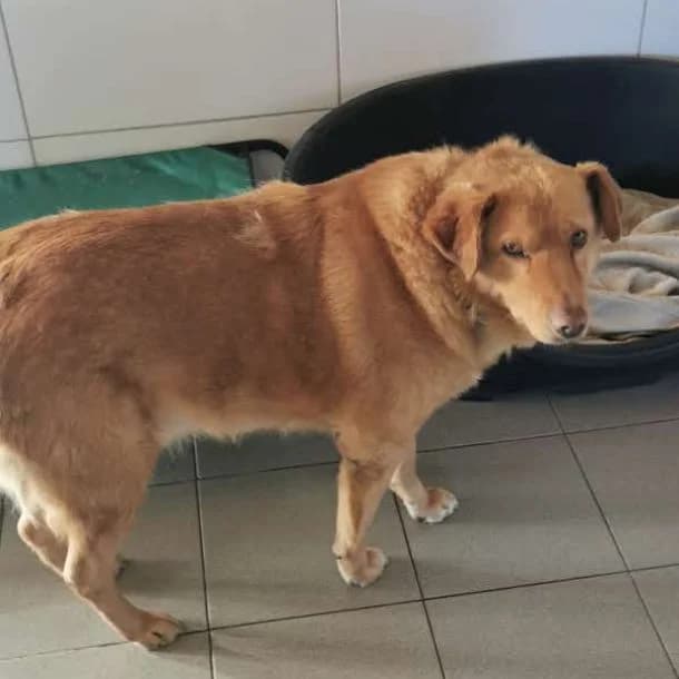 Mario, Mixed Breed for adoption at Tierhilfe Niederrhein e.V., Kalkar