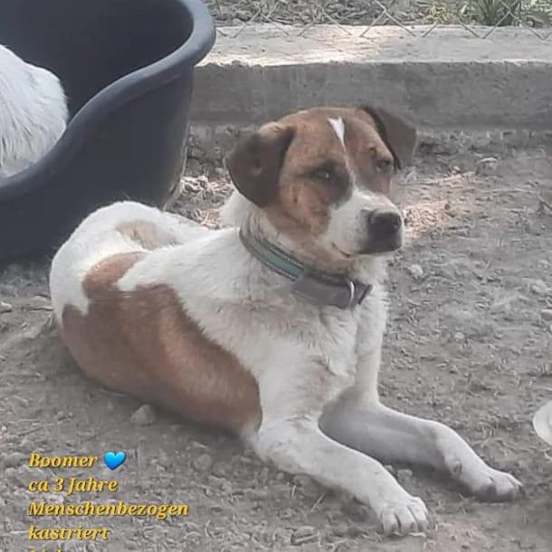 Boomer, male 3yo Mixed Breed for adoption at Tierhilfe Niederrhein e.V., Kalkar