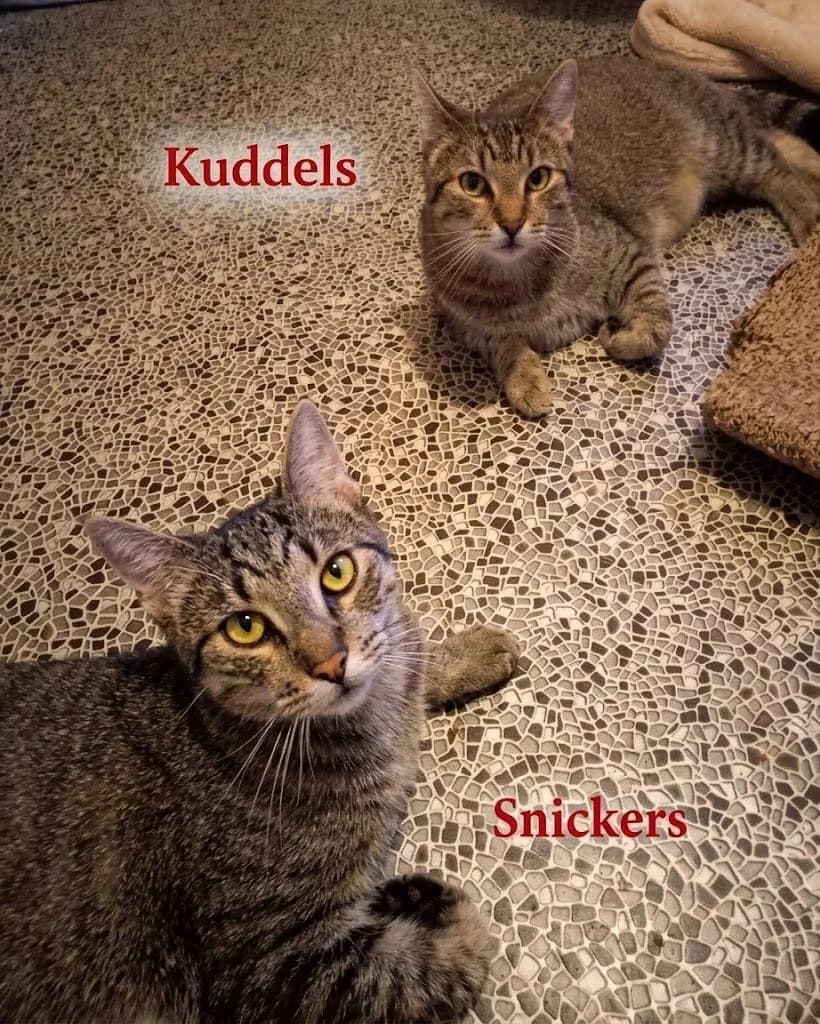 Kuddels & Snickers, young Mixed Breed for adoption at Tierhilfe Weidenberg und Umgebung e.V.