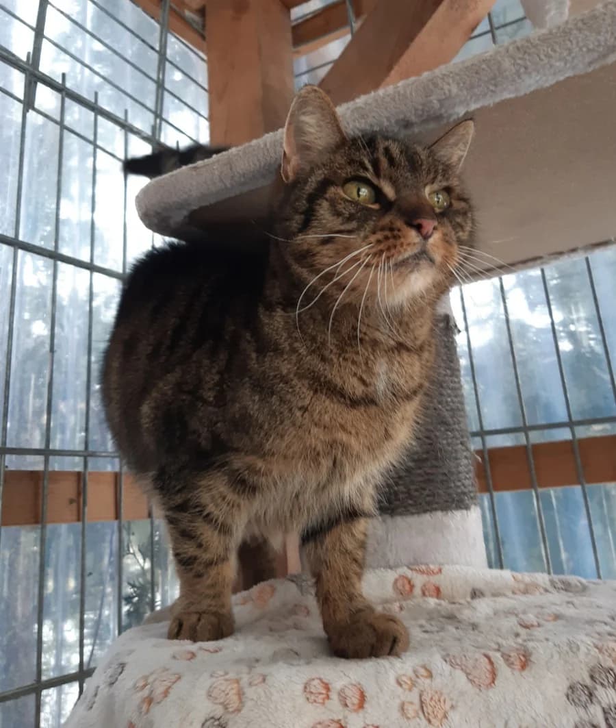 Lotti, senior Mixed Breed for adoption at Tierhof Sonnenschein, Dargelin