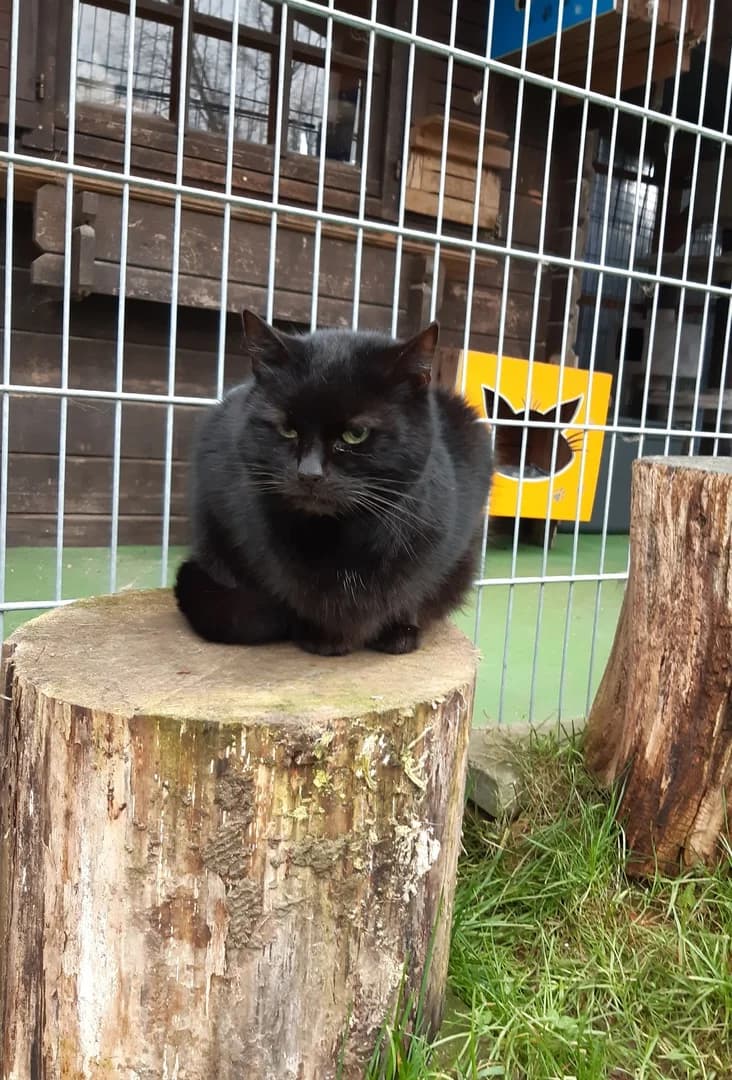Luna, young Mixed Breed for adoption at Tierhof Sonnenschein, Dargelin