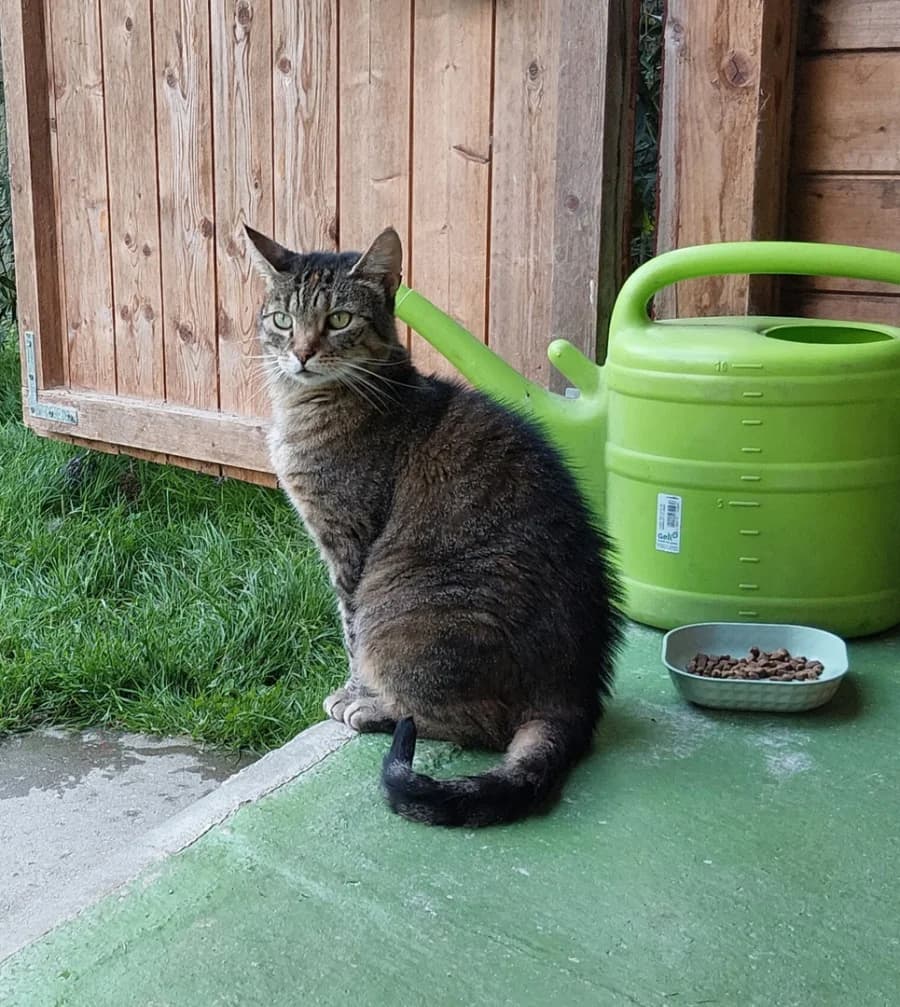Luna, female 7yo Mixed Breed for adoption at Tierhof Sonnenschein, Dargelin