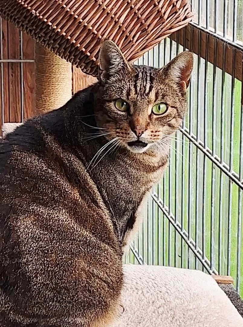 Marcelino, male 5yo Mixed Breed for adoption at Tierhof Sonnenschein, Dargelin