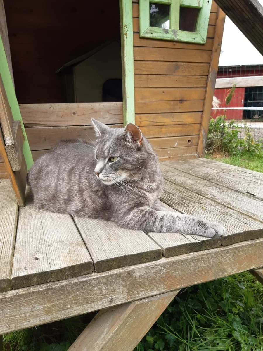 Rafael, 5yo Mixed Breed for adoption at Tierhof Sonnenschein, Dargelin