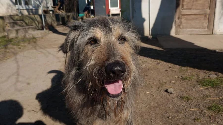 Danis, male young Mixed Breed for adoption at Tierhof Sonnenschein, Dargelin