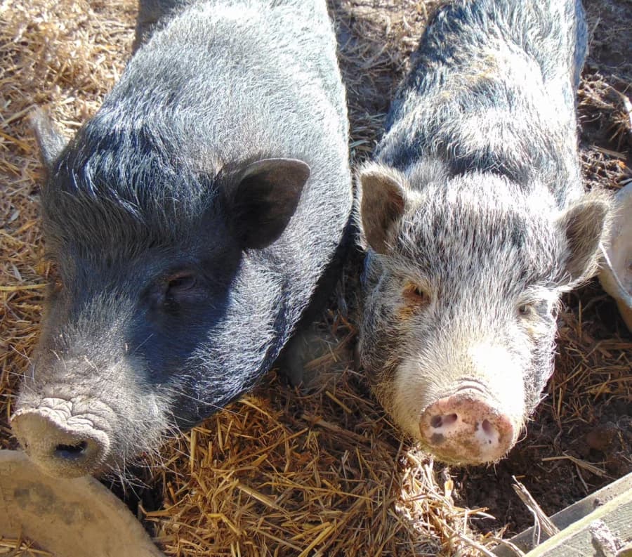 Erna, 5yo Mixed Breed for adoption at Tierhof Sonnenschein, Dargelin
