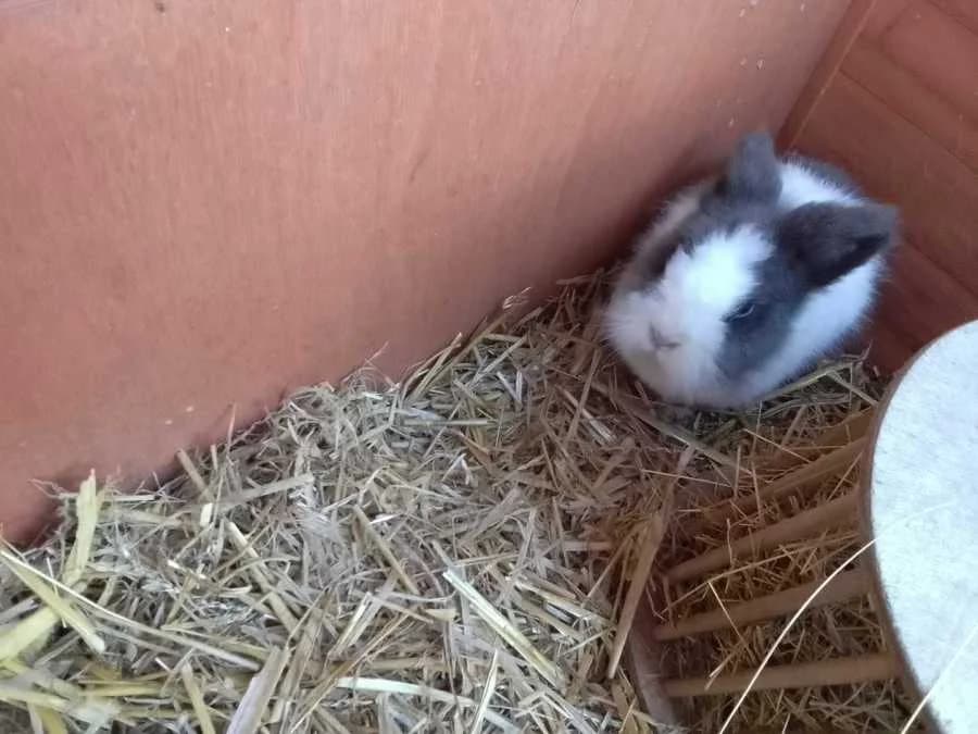 Eva und Flocke, young Mixed Breed for adoption at Tierhof Sonnenschein, Dargelin