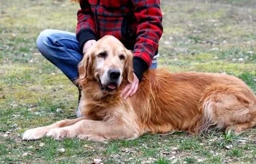 Dringend Hospizplatz gesucht, golden male senior Golden Retriever for adoption at Tierhof Straelen, Straelen