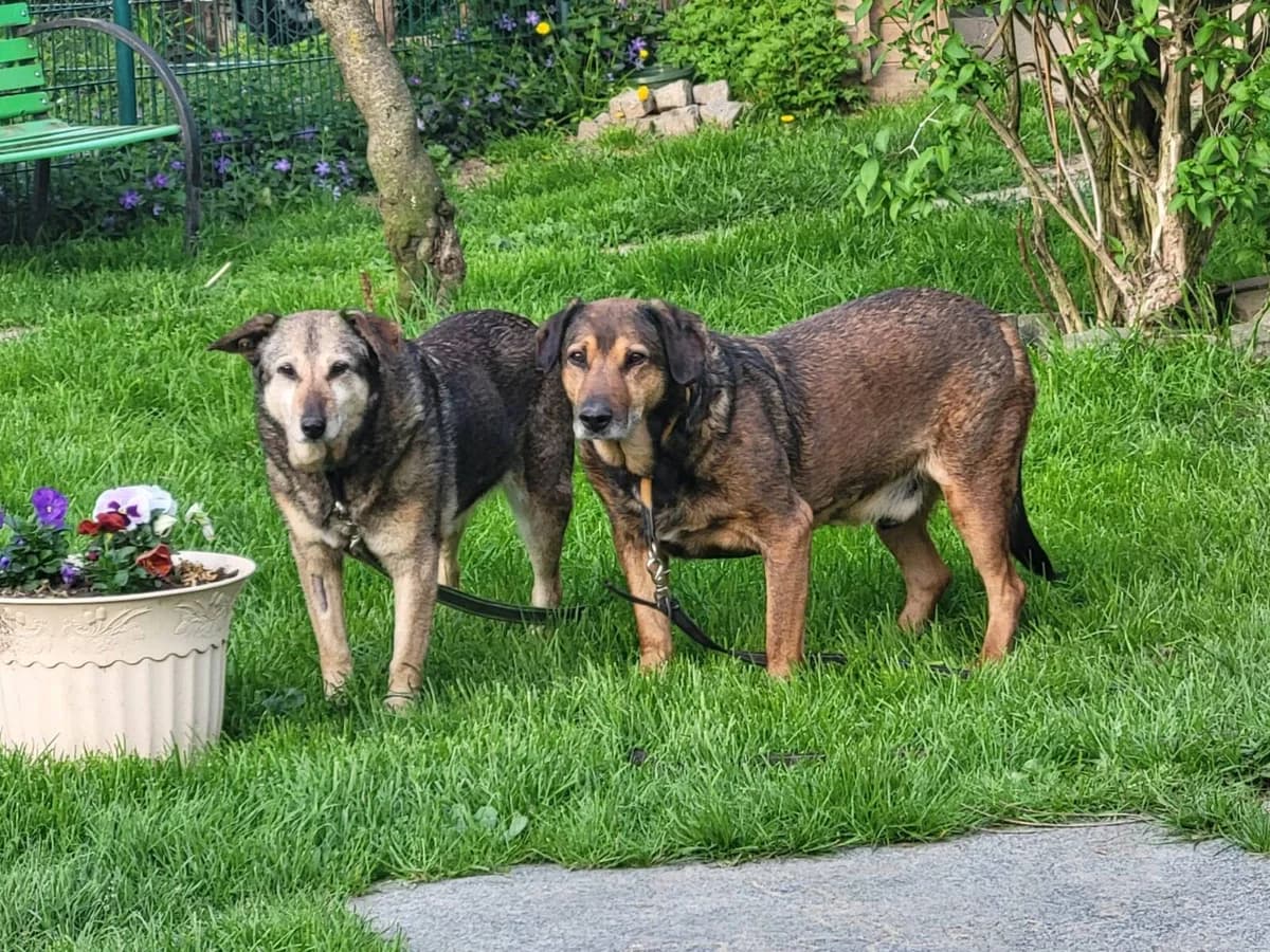 Hund Gizi sucht ein Zuhause, female senior Mixed Breed for adoption at 4animals! e.V. Hundeauffangstation HASt, Essen
