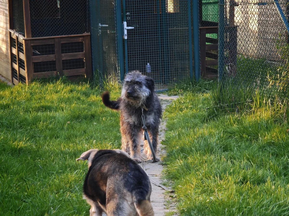 Hund Mia sucht ein Zuhause, female 4yo Mixed Breed for adoption at 4animals! e.V. Hundeauffangstation HASt, Essen