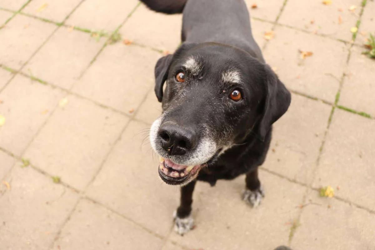 Hund Vinn sucht ein Zuhause, male senior Labrador Retriever for adoption at 4animals! e.V. Hundeauffangstation HASt, Essen