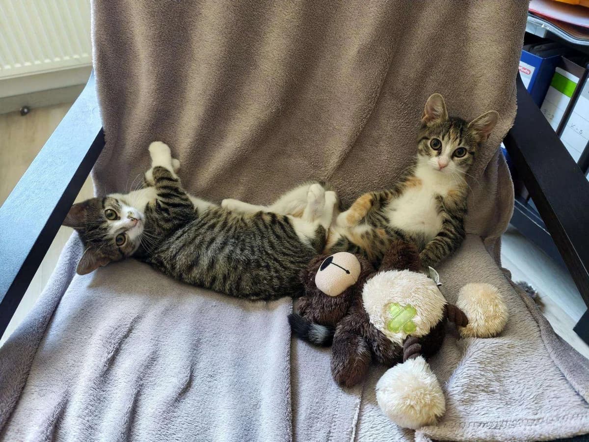 Katzen Hope und Holly suchen ein Zuhause, getigert female puppy Mixed Breed for adoption at 4animals! e.V. Hundeauffangstation HASt, Essen