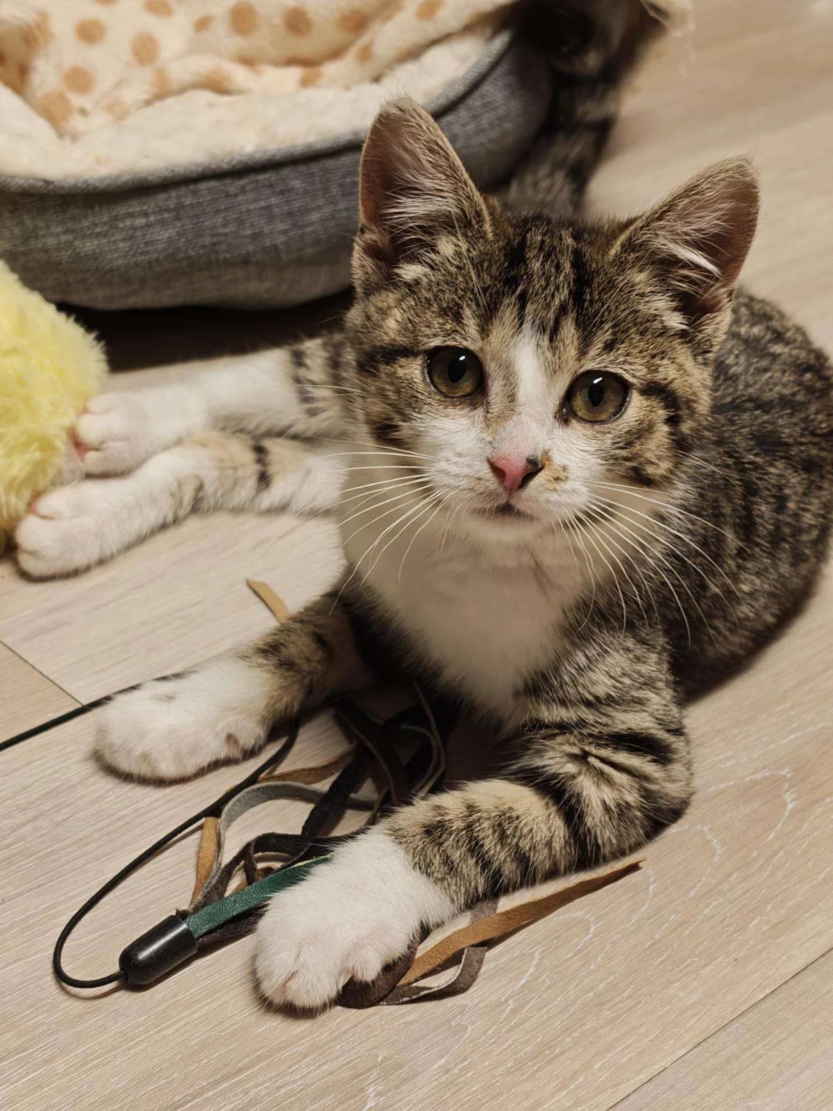 Katzen Hope und Holly suchen ein Zuhause, getigert female puppy Mixed Breed for adoption at 4animals! e.V. Hundeauffangstation HASt, Essen